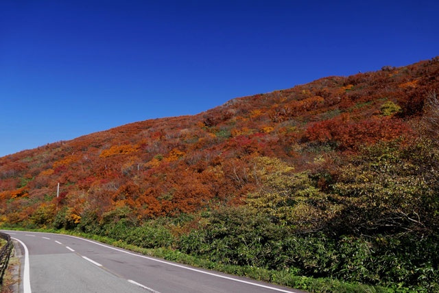 紅葉風景