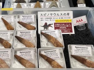 化石も買える